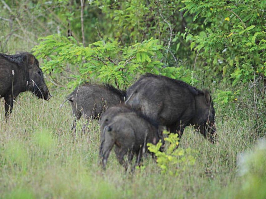 Hambantota Harbor: Safari at Lunugamvehera National Park - Safari Overview and Experience