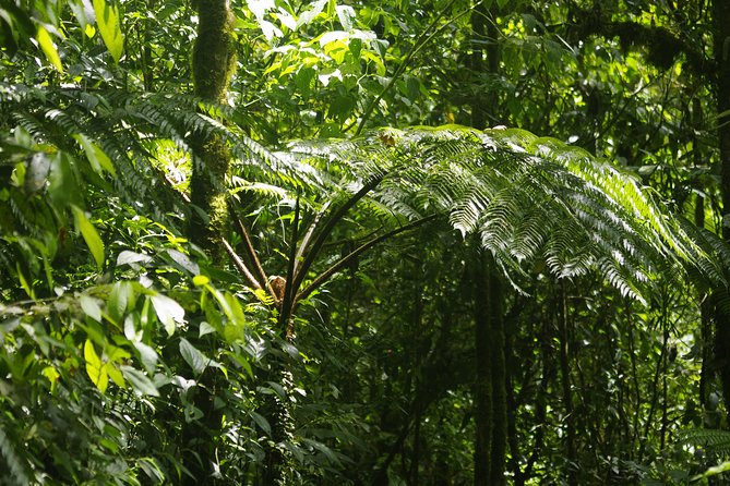 Hanging Bridges Private Service