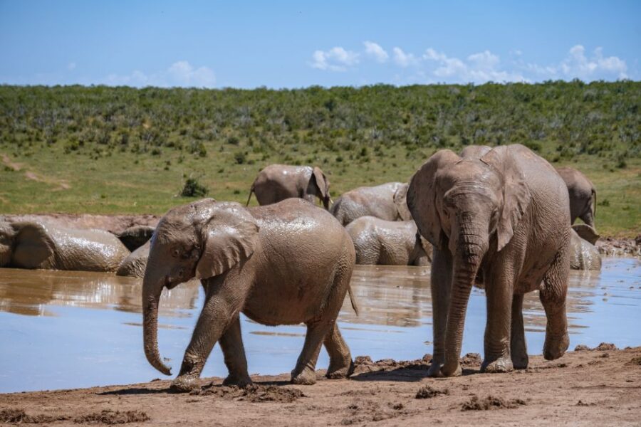 Hankey: Addo Elephant Park Guided Photo Safari With Lunch