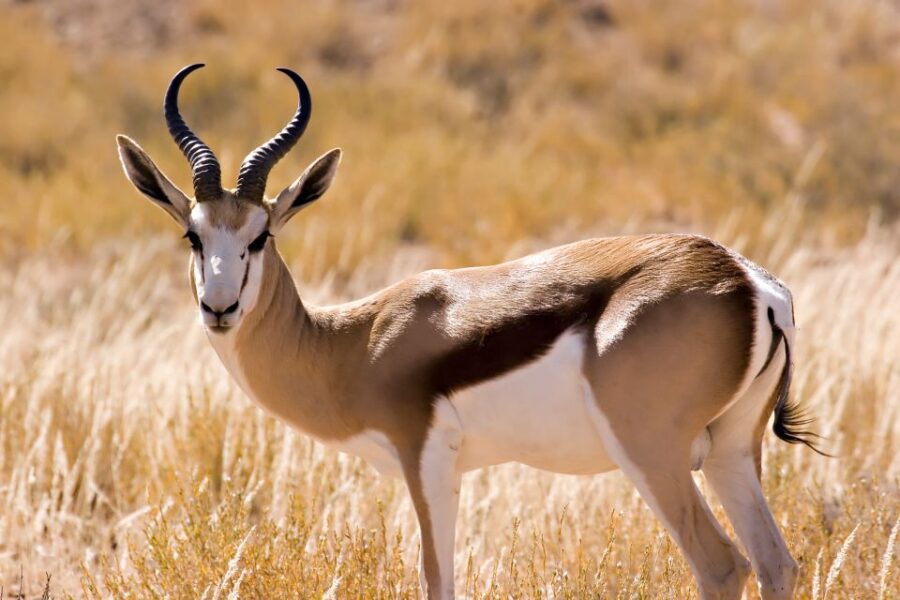 Hartbeespoort: Predator Safari With a Guide