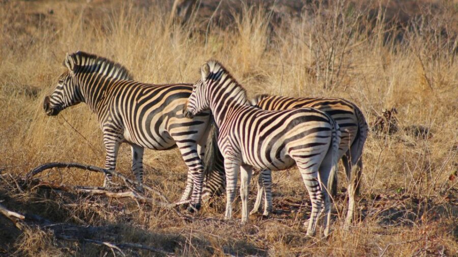 Hazyview: Private Full-Day Kruger Safari - Tour Overview and Pricing