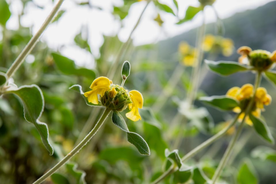 Herbalism and Wildlife (Small Group Experience) - Exploring the Cycladic Ecosystem