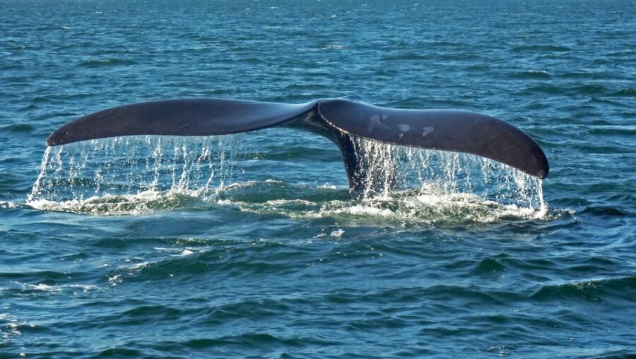 Hermanus: Boat Based Whale Watching Experience