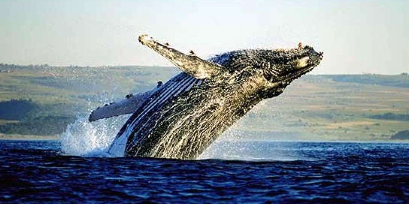 Hermanus Whale Watching and Winelands Private Full-day Tour - Whale Watching Experience