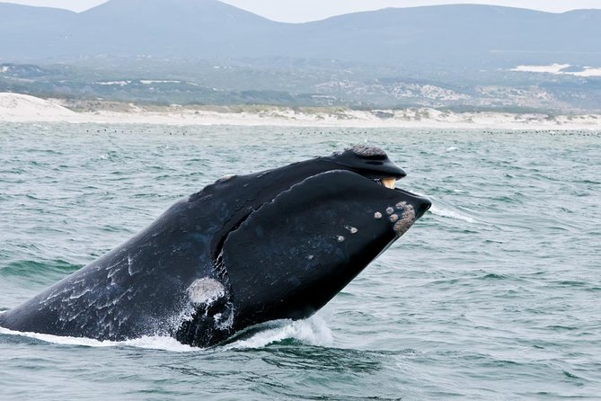 Hermanus Whale Watching Day Trip From Cape Town - Tour Overview and Details