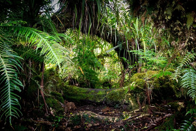 Hike: Bélouve Rainforest and Trou De Fer