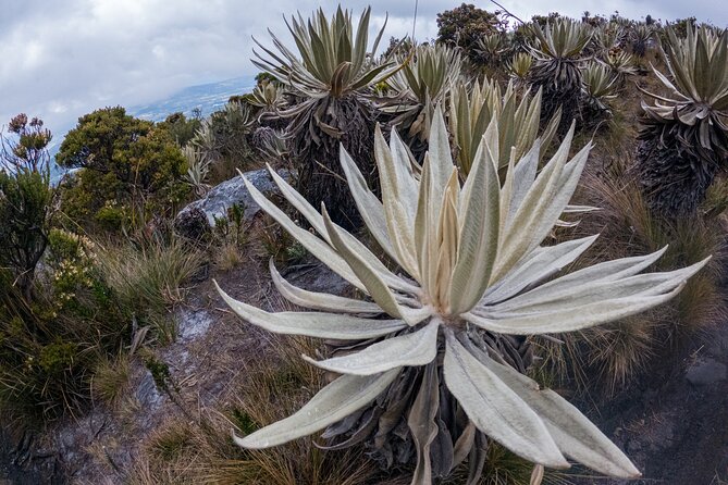 Hiking Chingaza Páramo, Siecha Lagoons