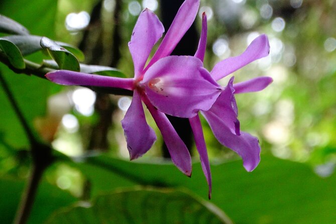 Hiking Experience in El Quetzal Private Reserve