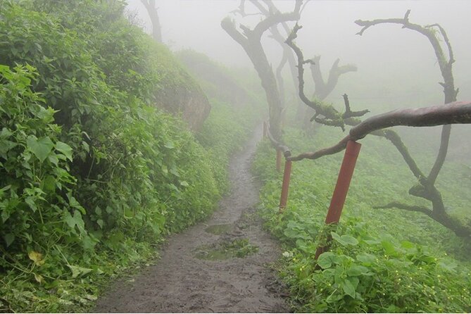 Hiking in Lima, Lomas De Lachay - Overview of Lomas De Lachay Hiking Tour