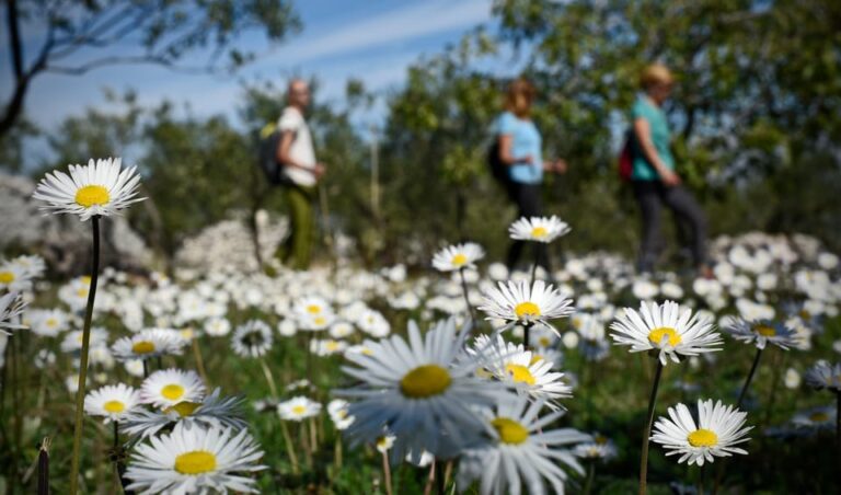 Hiking Tour Vidova Gora and Visiting Museum of Olive Oil