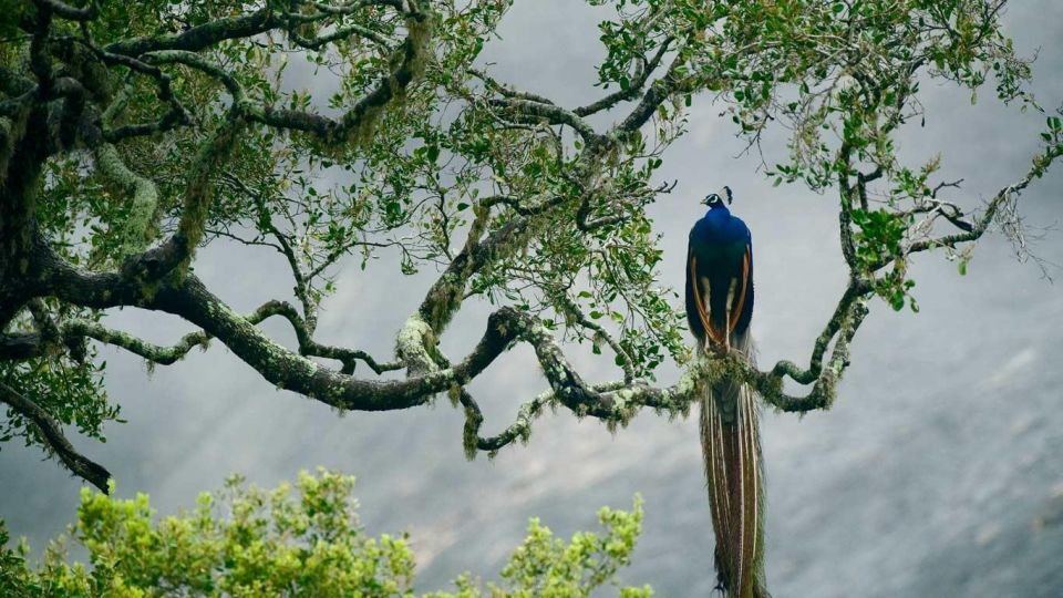 Hikkaduwa/Galle/Unawatuna/Mirissa: Udawalawa Safari - Overview of Udawalawe National Park