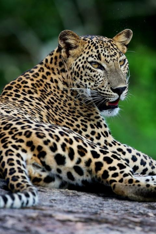 Hikkaduwa/Galle: Yala National Park Jeep Safari Day Tour