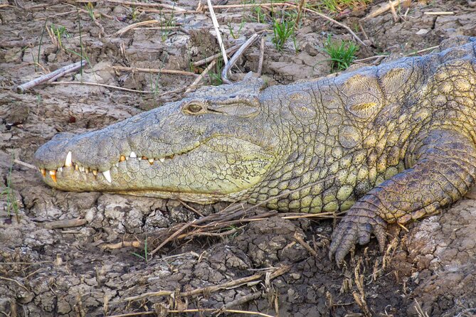 Hippo and Croc Boat Cruise in Saint Lucia With Pick-Up