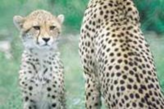 Hluhluwe Game Reserve Safari From Durban