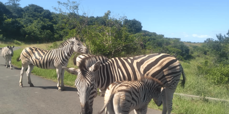 Hluhluwe Imfolozi Day Safari Tour