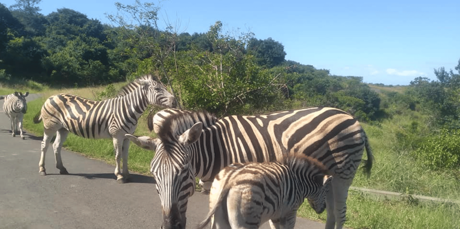 Hluhluwe Imfolozi Day Safari Tour - About Hluhluwe Imfolozi Game Reserve