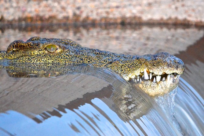 Hluhluwe Imfolozi Safari & St Lucia Boat Safari Day Tour From Durban
