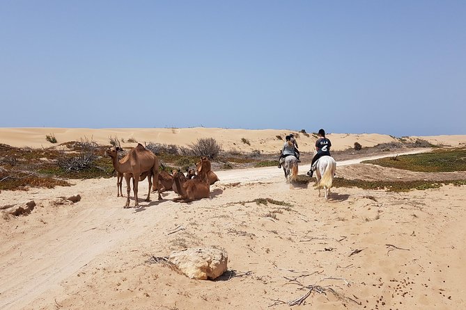 Horse Ride on the Beach in Essaouira - Tour Logistics and Location