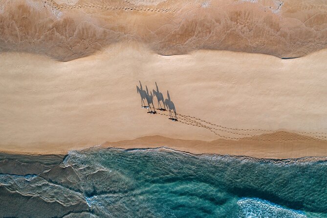 Horse Riding on the Beach With Private Transfer From Lisbon - Pickup and Transportation