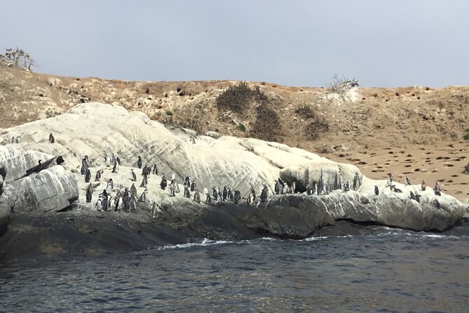 Horseback Riding on Beach, Winery, Alpacas, Penguins & Cowboybbq - Tour Overview