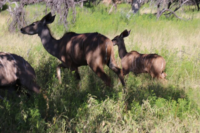 Horseback Safari Adventure in Hartbeespoort From Johannesburg - Overview of the Adventure