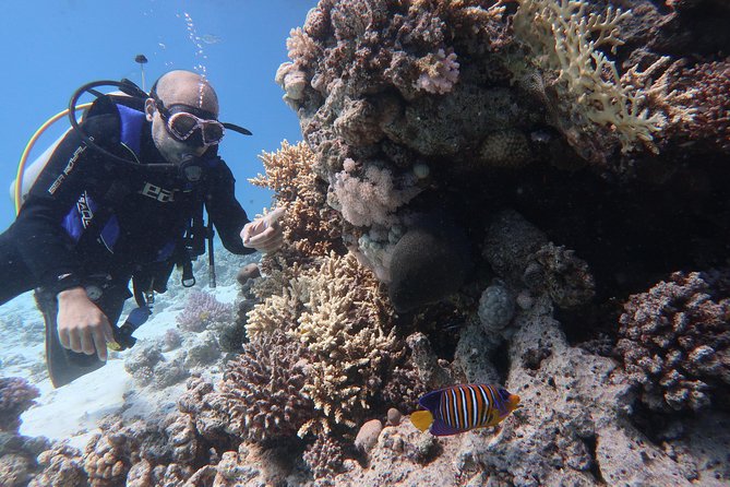 Hurghada Daily Scuba Dive Trip