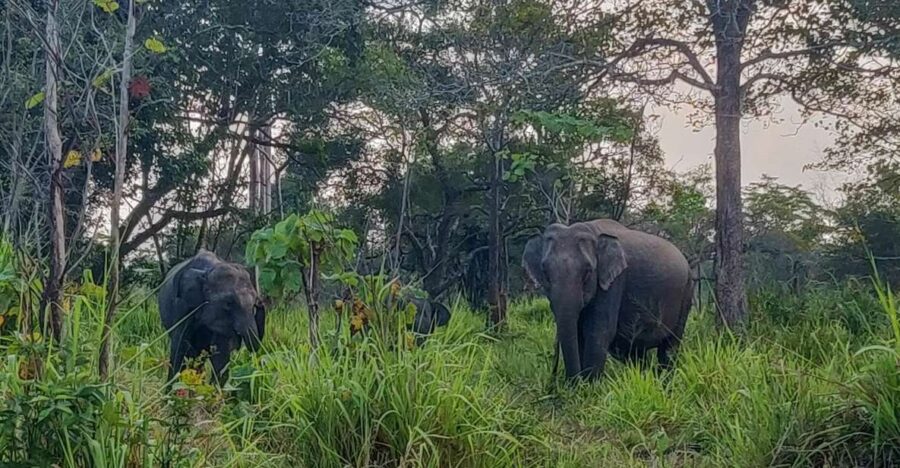 Hurulu Eco Park: 3-Hour Morning or Evening Safari - Safari Overview