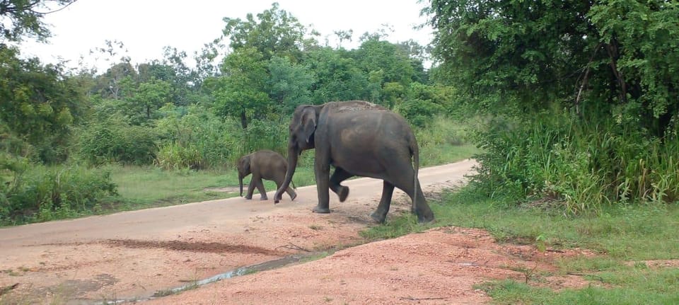 Hurulu Eco Park Excursion - Ecosystem and Wildlife