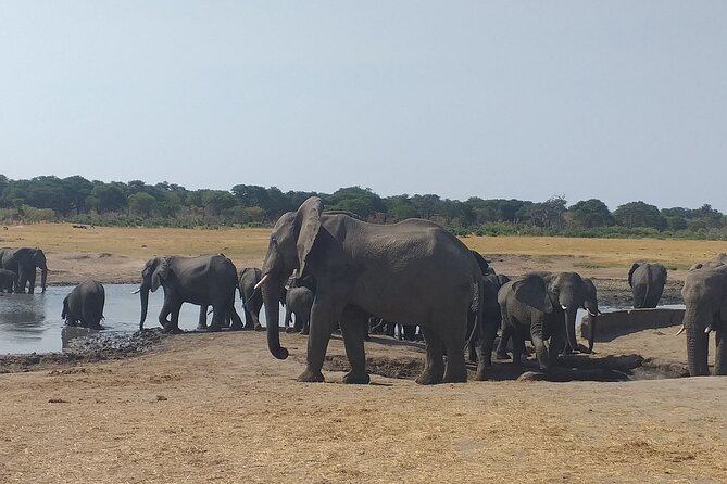Hwange National Park Full Day Trip