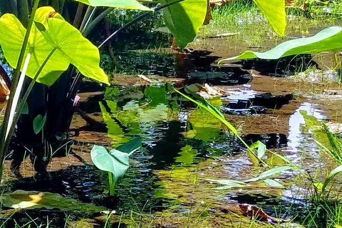 Iao Needle Gardens Streams Rainforest Walk & Bg Green Seaturtles - Tour Highlights and Experiences