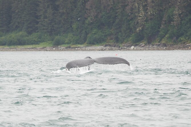 Icy Strait Whale & Wildlife Endeavor
