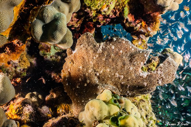 Introduction Diving at Coral Reef With Instructor – 40 Minutes