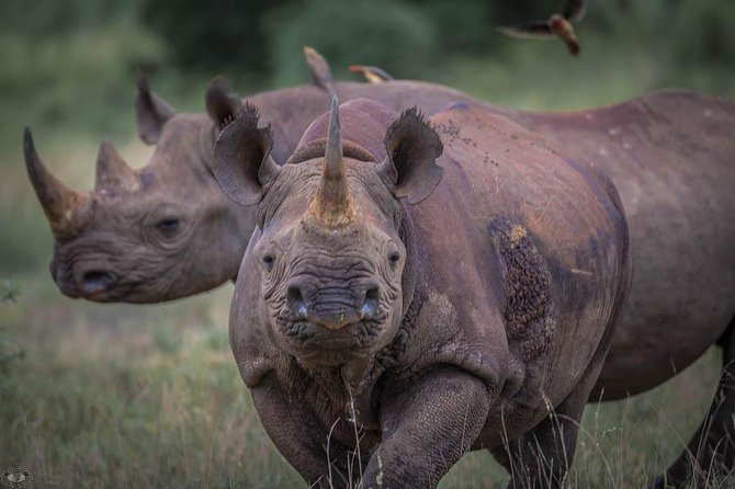 Isimangaliso Wetland Park, Full Day Tour