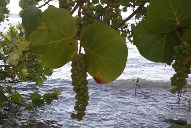 Island Tour/Monkeys and Sloth Park/Chocolate & Rum Factory/Beach