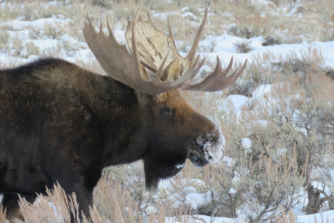 Jackson Hole & Grand Teton Park – Half-Day Wildlife Tour – Morning
