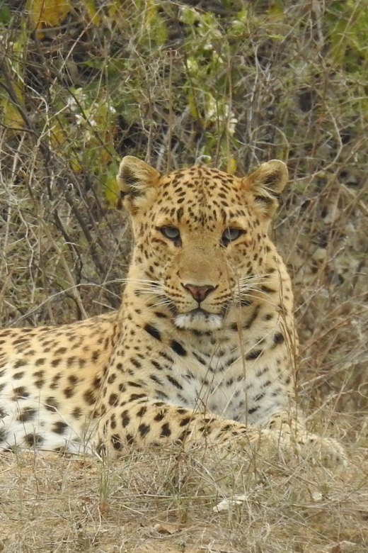 Jaipur: Private Guided Safari at Amagarh Leopard Reserve - Safari Experience Overview