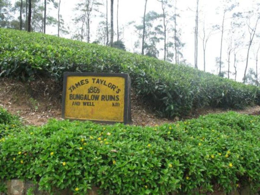 James Taylors Enchanting Tea Story Tour From Kandy