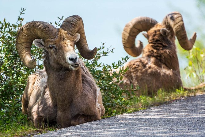 Jasper Evening Wildlife Tour - Tour Overview
