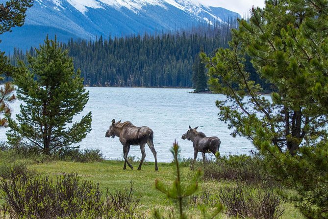 Jasper Wildlife and Waterfalls Tour With Maligne Lake Hike - Tour Highlights