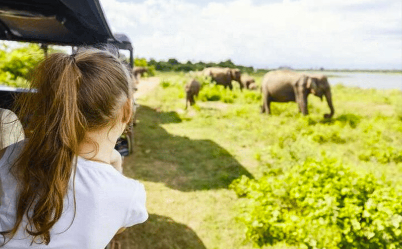 Jeep Safari to Udawalawa National Park From Colombo - Wildlife Experience