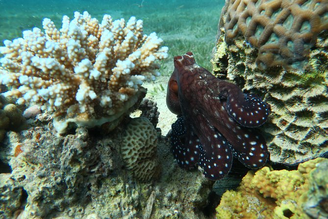 Journey of Diving or Snorkelling From a Boat - Experience the Underwater World