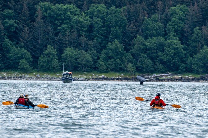 Juneau Shore Excursion: Paddle With Whales! Kayak Adventure