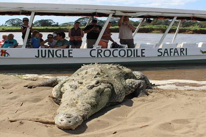 Jungle Crocodile Safari – Punta Arenas Highlights
