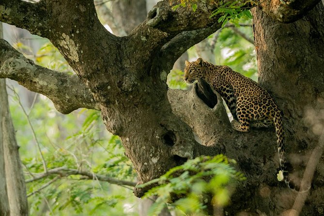 Kabini Nagarhole National Park From Bangalore
