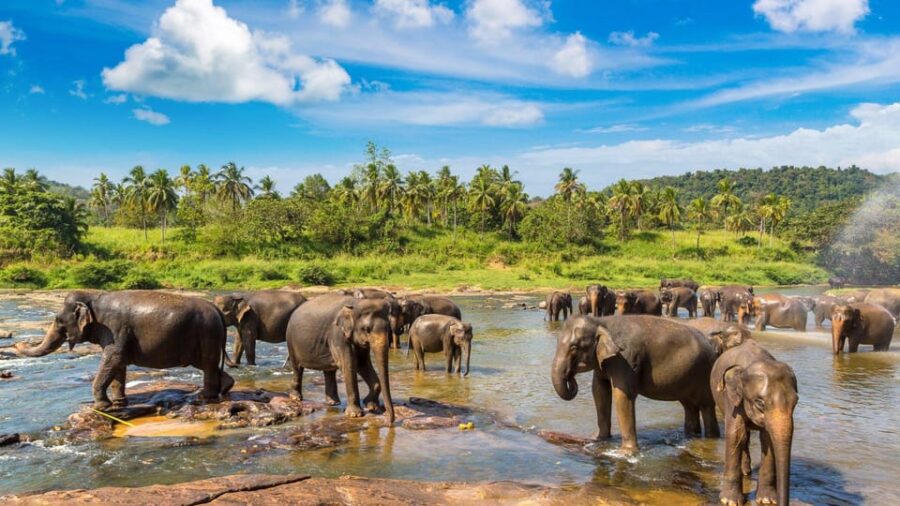 Kandy: Colombo or Katunayake Airport Private Transfer