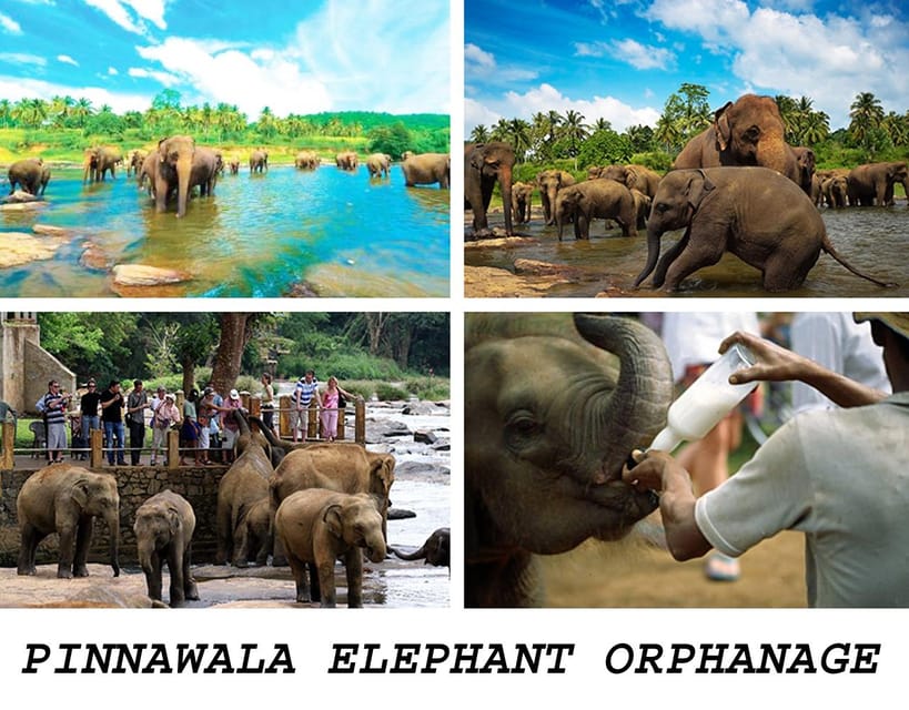 Kandy To Pinnawala Elephant Orphanage Private Tour - Tour Overview