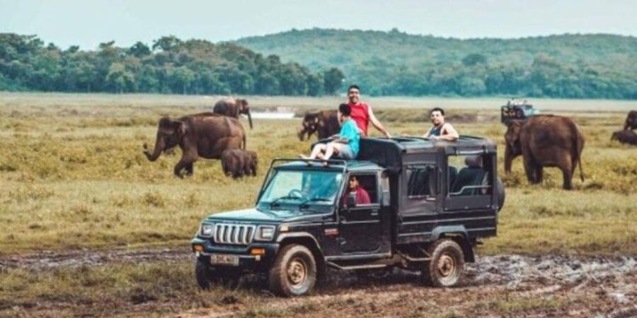 Kaudulla National Park: Afternoon Game Drive