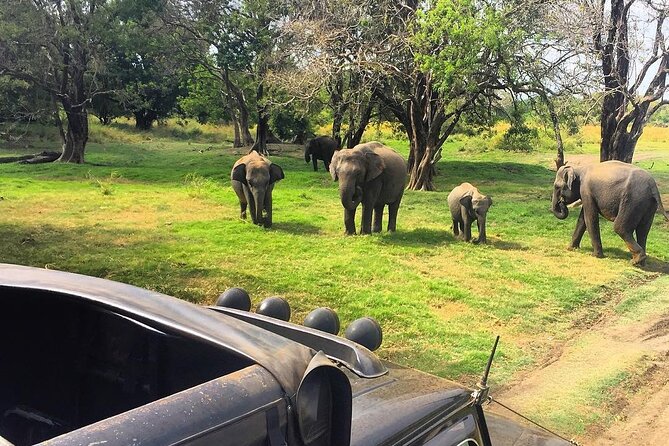 Kaudulla National Park Half Day Private Safari in Sri Lanka - Safari Experience Highlights