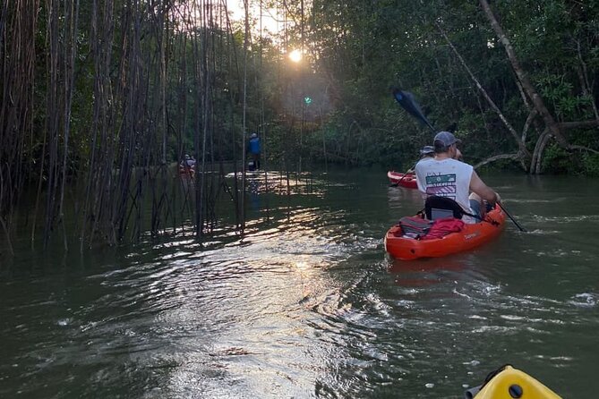 Kayak Mangrove Tour in Manuel Antonio