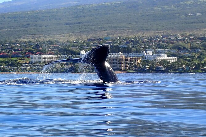 Kayak Whale Watching Tour (7am-10am)